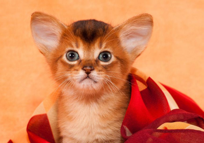 养宠物猫的4大招财特征缩略图
