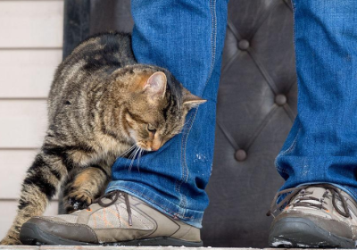 养猫多年方领悟，猫儿以头轻推乃传达心声之举…缩略图