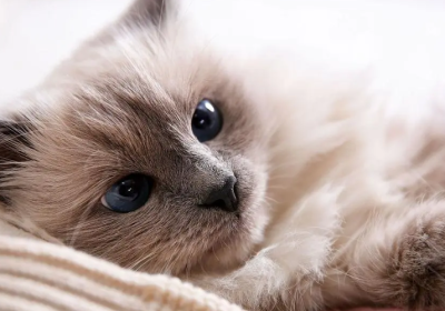 猫咪尽管毛发丰厚，为何仍对寒冷特别敏感？缩略图