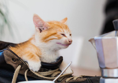 猫咪逃之夭夭！揭秘四种令喵星人退避三舍的气味缩略图