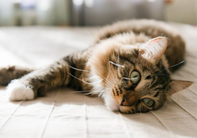 为何一向高冷的猫咪到了早上变为“黏人精”？缩略图