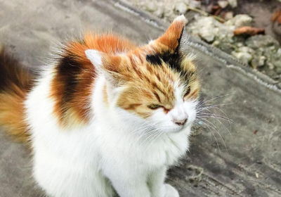 科学漫谈：猫咪为何忽然由白变黄？缩略图