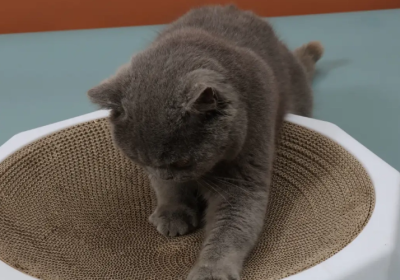 猫咪一回家便开始磨爪，难道是在蓄力攻击我吗？缩略图