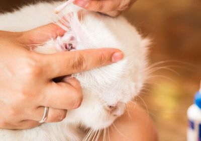 如何轻松区分猫耳螨与猫耳垢：三招秘诀大公开！缩略图