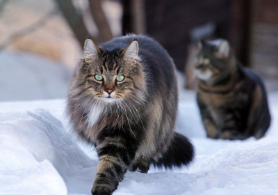 养猫多年后我才领悟，猫咪在家中突然狂奔是它们向你传递的这些信息！缩略图