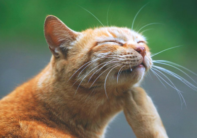 3分钟揭秘猫咪行为背后的含义！缩略图