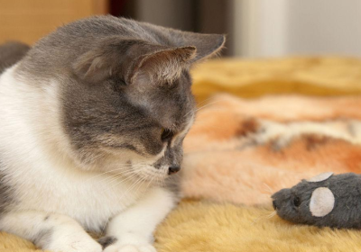 猫鼠相见必追捕，缘何如此深仇大恨？缩略图