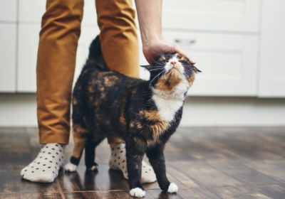 猫头蹭人现象背后的复杂情感表达缩略图