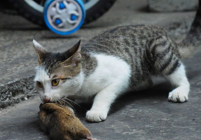 紧急求助：怎样安全救出粘在捕鼠器上的猫咪？缩略图