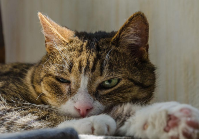 你的某些行为可能让猫咪感到疏远，导致它不亲近人缩略图