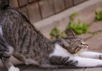 猫咪翘臀行为背后隐藏的秘密信号解读缩略图
