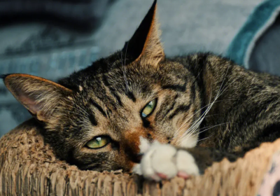 人类自知为人类，猫类自知为猫类吗？缩略图