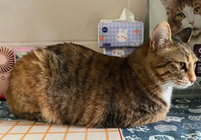 猫咪“母鸡蹲”真的是传腹的预兆吗？看完本文再下定论！缩略图