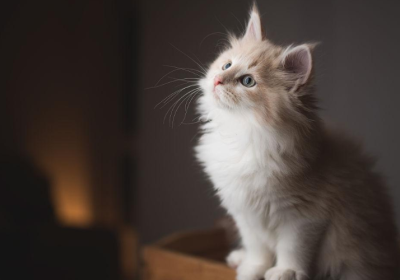 猫咪的歪头杀: 不仅仅是可爱举动背后的冷知识缩略图