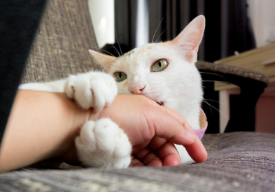 揭秘猫咪咬人行为背后的原因缩略图