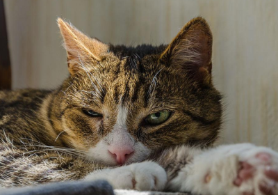 心痛！猫咪疏远我，是我哪里得罪了吗？缩略图