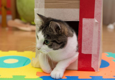 纸箱猫洞常现，究其因或是宠物特殊习性所致？缩略图