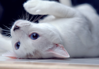 猫儿聆语之谜：探析家猫是否理解人类语言缩略图