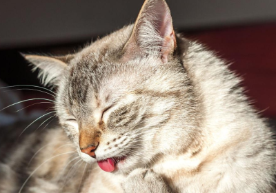 生活压力巨大，连宠物猫也出现了秃斑…缩略图
