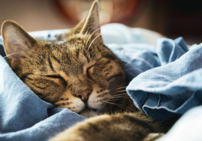 揭秘！夜间猫咪的神秘行径：你睡着后的惊人真相缩略图