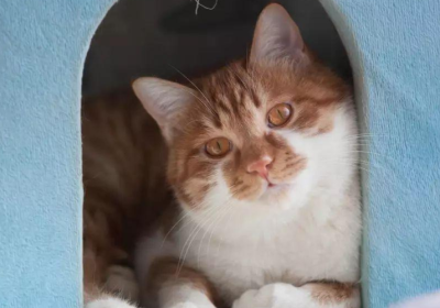 一只猫的疼痛忍耐力究竟有多惊人？我的惊讶无法用言语表达…缩略图