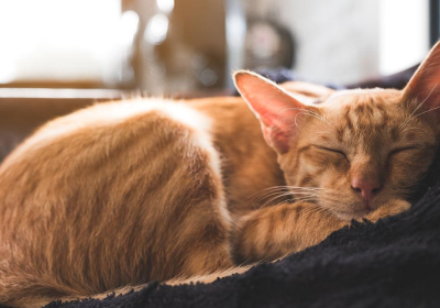 你的猫咪睡觉的地点，揭示了它对你的重视程度！缩略图