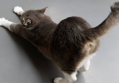 猫咪翘屁股的秘密：解读它们向你传递的四个重要信息！缩略图