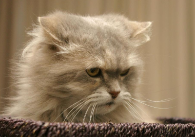 猫儿展现这些举动，意味着可能它们对你心生厌恶缩略图