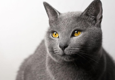 这3种罕见猫咪品种，可能闻所未闻！缩略图