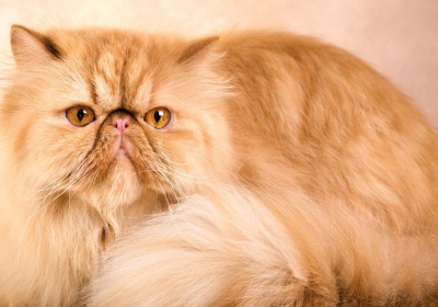 猫界的美貌之星：一见倾心的迷人猫咪集合缩略图