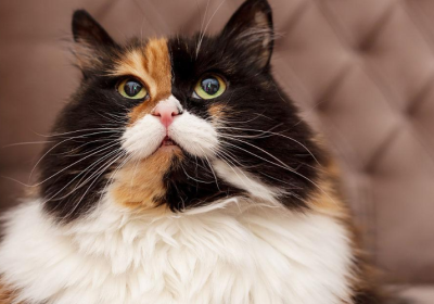 探讨！三毛猫的品种之谜缩略图