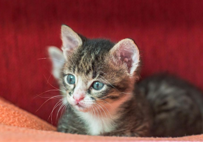 如何养育未满月的小猫，确保其健康成长与长寿！缩略图