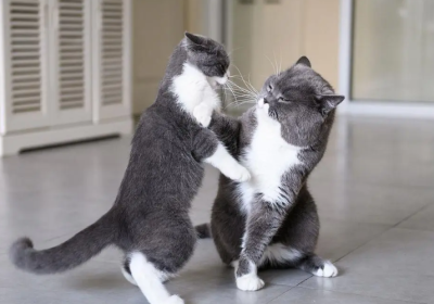 猫为何会争斗？缩略图