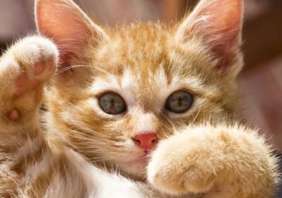 猫儿的个性有何独特之处？欣赏后不禁坠入爱河！缩略图