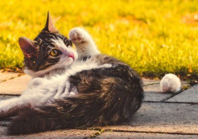 猫为何常卧地翻滚？缩略图