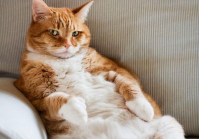 猫咪瘦身手册缩略图