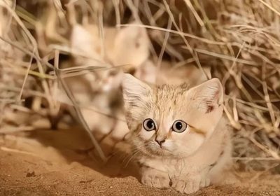 沙漠猫属于什么品种？缩略图
