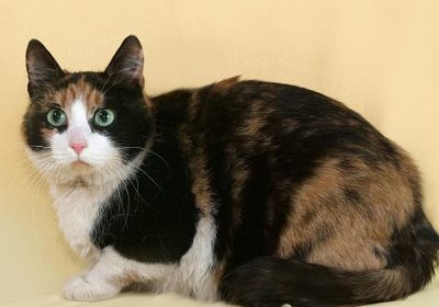 你知道三毛猫吗？缩略图