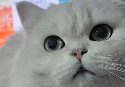 有哪些大脸猫的品种？缩略图