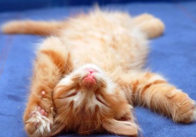 猫表现出对主人喜爱的四种行为缩略图