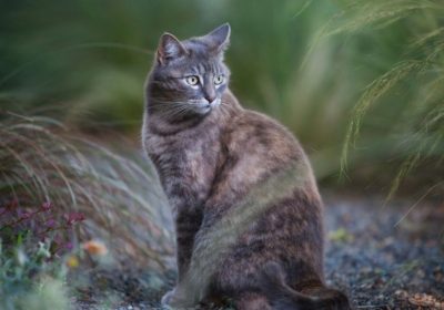 英短猫PK美短猫，你钟情哪一款？缩略图