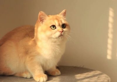 新领养的猫咪为何夜间持续嚎叫？缩略图