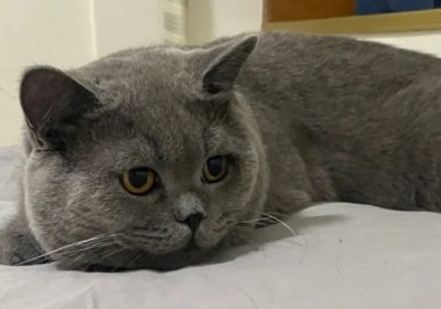揭秘蓝猫流泪之谜！缩略图