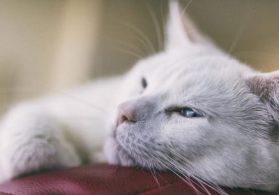 你了解养猫的四大益处吗？缩略图