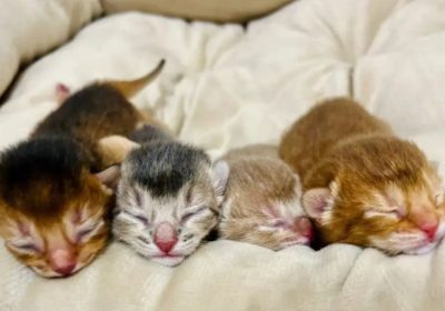 应对猫咪难产不必慌张，按步骤轻松处理！缩略图