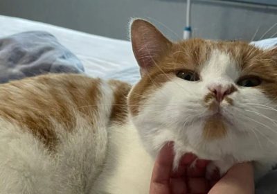 如何有效应对猫咪的腮部肿胀问题缩略图