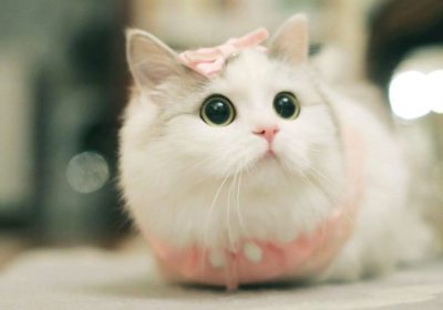 什么样的猫咪身价最高？缩略图
