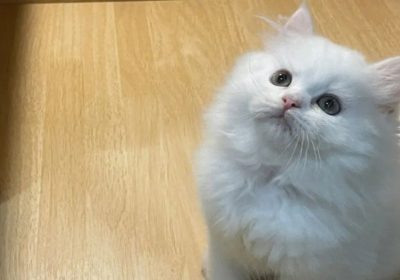 猫儿如何辨识它的主人？缩略图