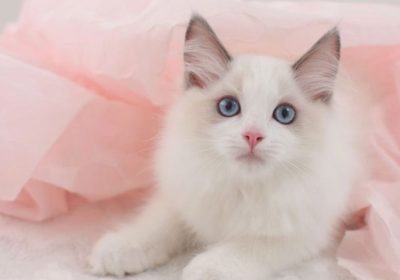 哪些猫咪品种适宜家庭饲养？缩略图