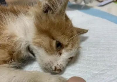 猫咪的特定姿态，竟是它们发出的求助暗号！缩略图